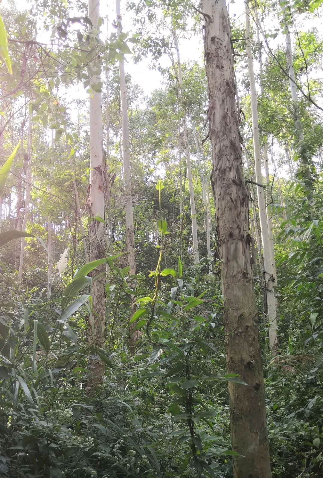 猜速丰桉树的树龄