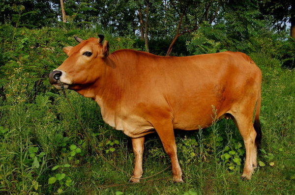 黄牛种类图片