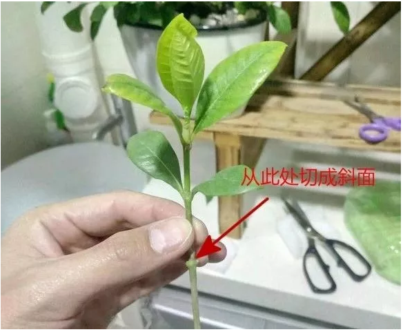 5种花,现在"扦插"刚刚好,生根快,当年就开花!