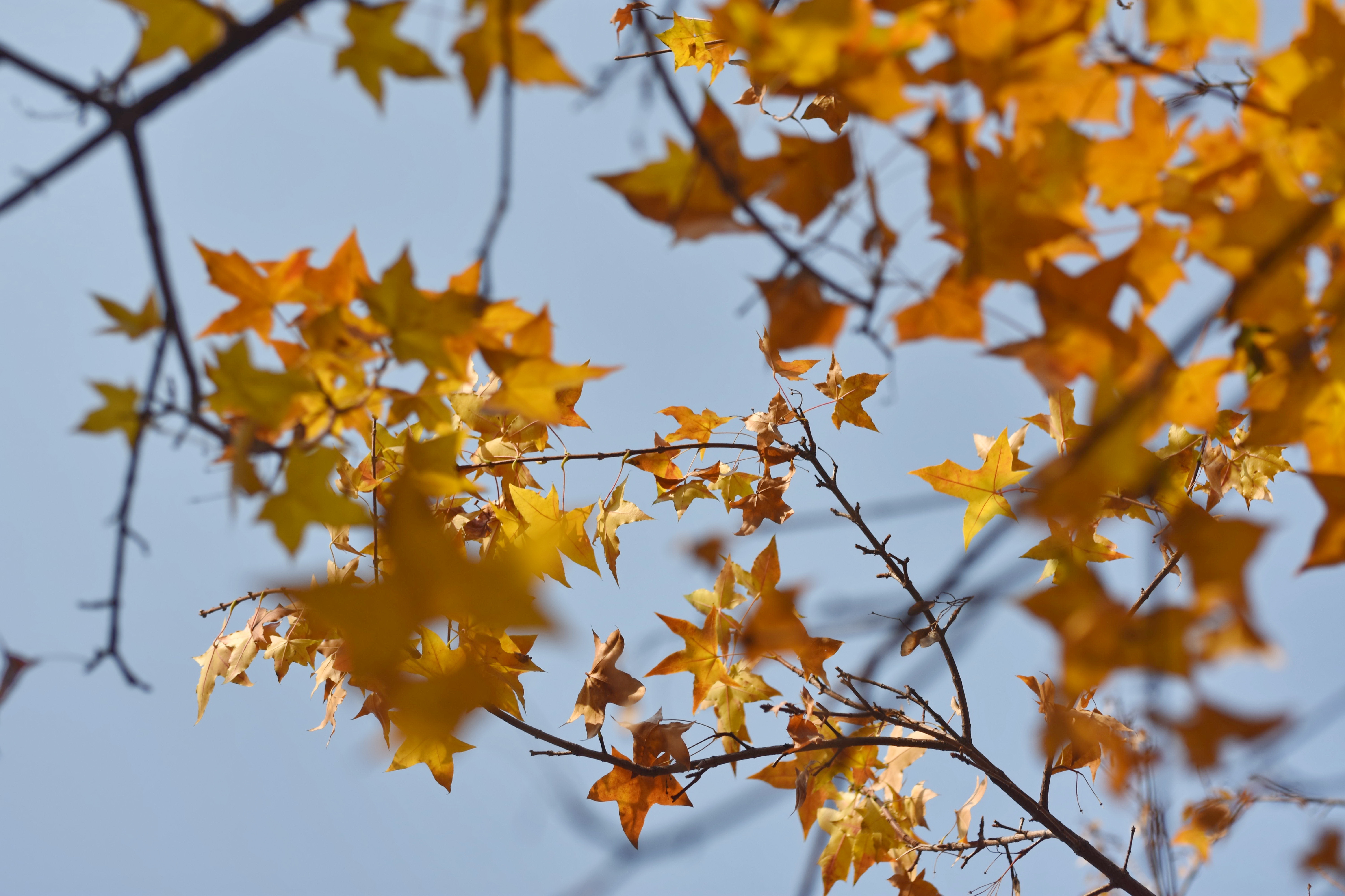 河南安阳:灿灿"金叶"耀初冬