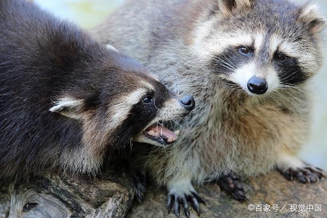 大自然動物介紹:浣熊