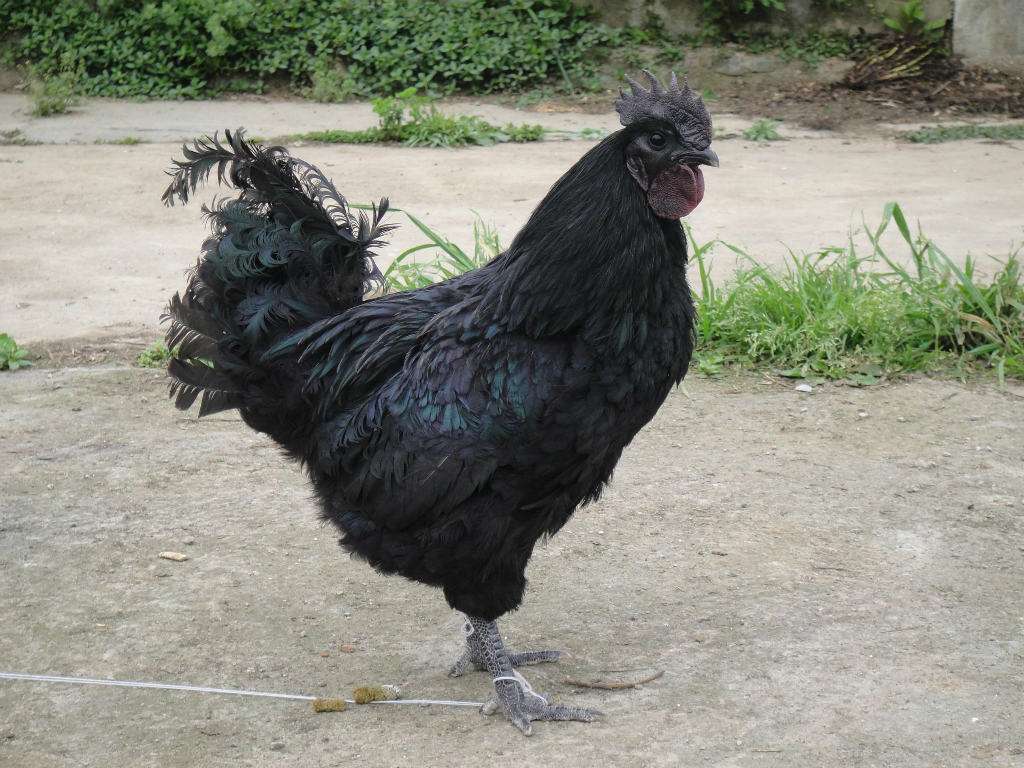 鸡- 热门商品专区