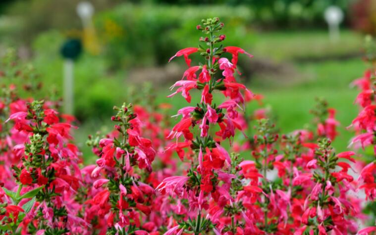 红花鼠尾草冬天会死吗