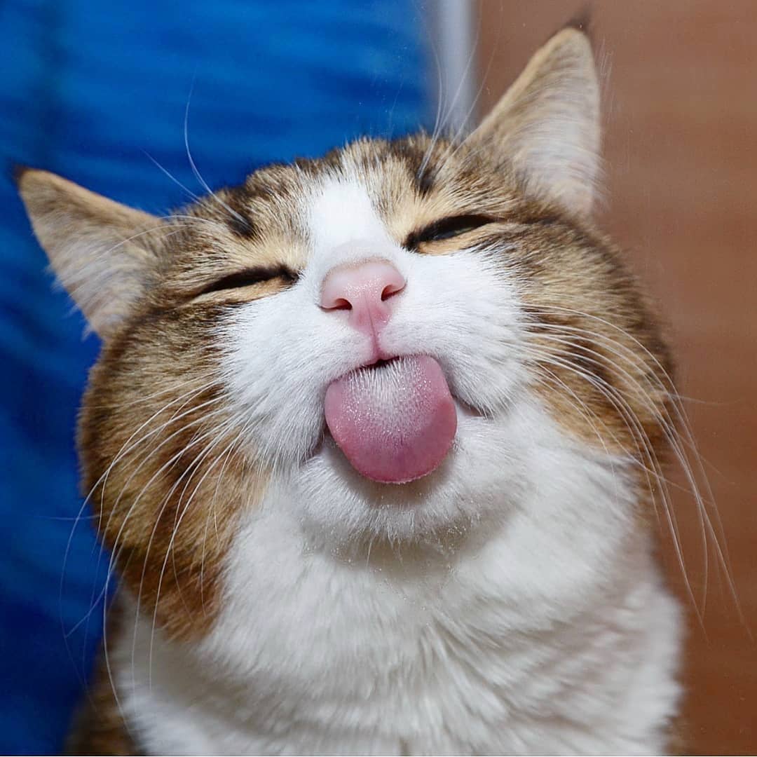 猫咪头像吐舌头图片