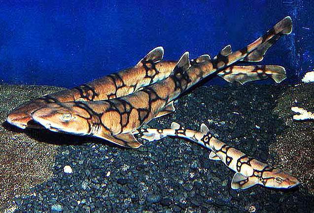 背上有根刺很厉害,样子像鲨鱼却很小个,味道鲜美令人难忘