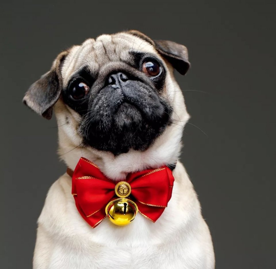 原产于中国的巴哥犬,14世纪末正式命名为"巴哥",富有魅力!