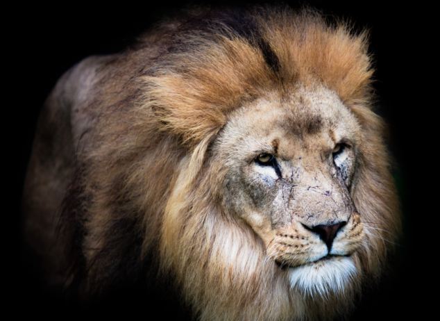 摄影师拍摄雄狮打盹醒来发呆耍萌照