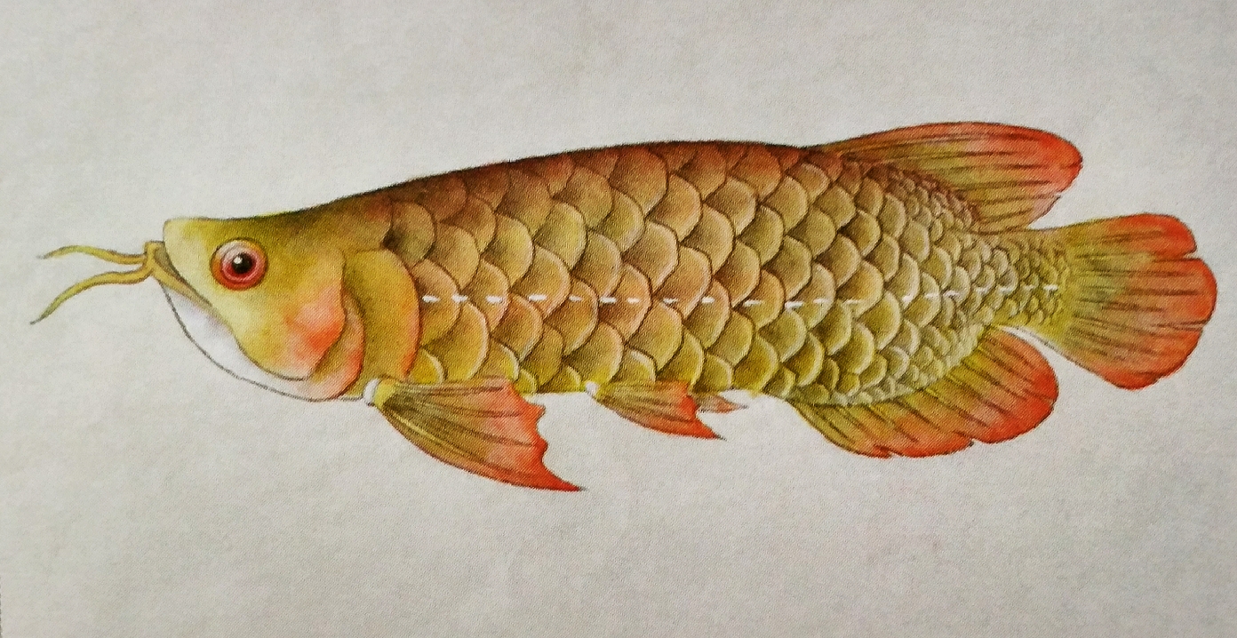 超详细绘制一条金龙鱼的画法与渲染详解