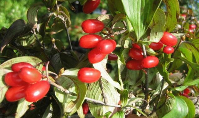 山里一种野果,长得像"小西红柿",12元一斤,已经可以人工种植