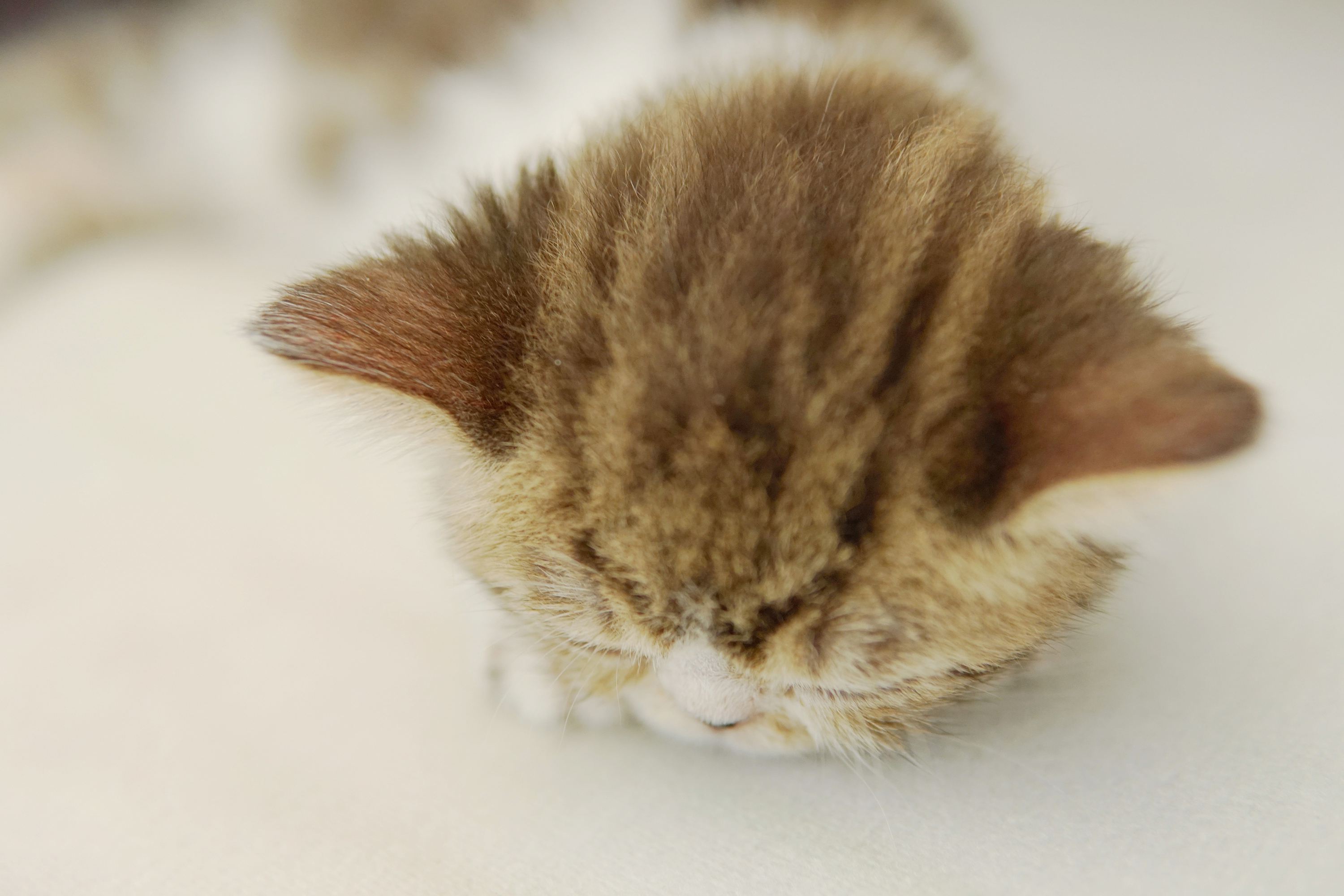 本来就是扁脸的加菲猫,趴在地上睡觉时脸被压得更扁啦.