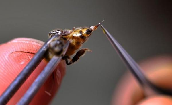 什么是蜂针疗法?治疗后又该注意什么?快来听听医生是怎么说的