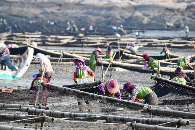 千亩紫菜获丰收