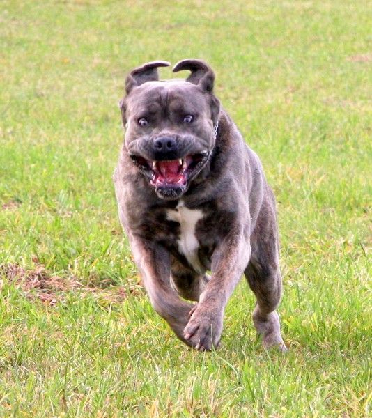 而且最早时期具有草原牧羊犬的基因血统,而卡斯罗犬平时喜欢比较安静