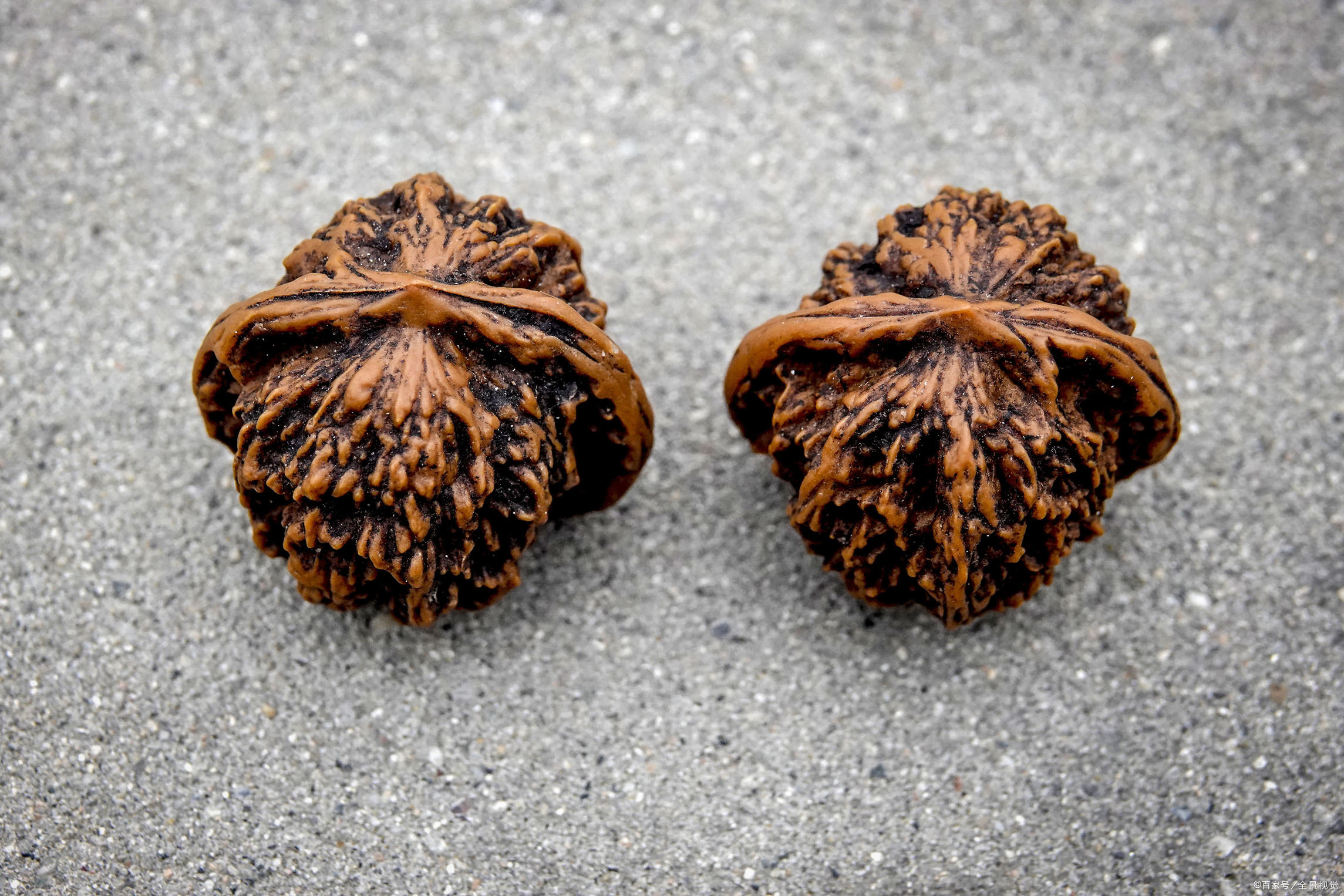 核桃打 - 热门商品专区