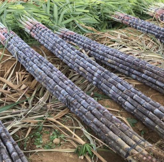 买甘蔗别只挑好看的,教你4个小技巧,挑的甜到"怀疑人生"!