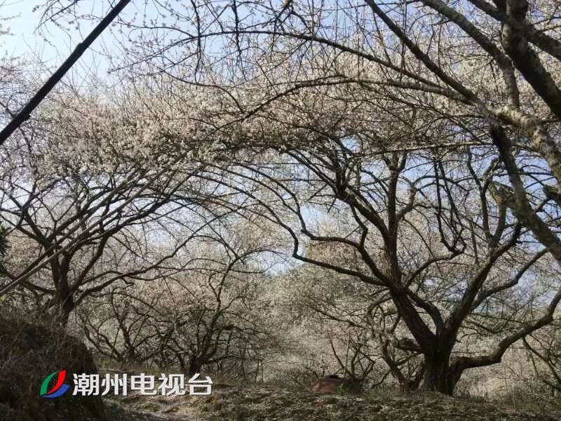 潮州饶平梅花迎来最美花期,周末赏花走起