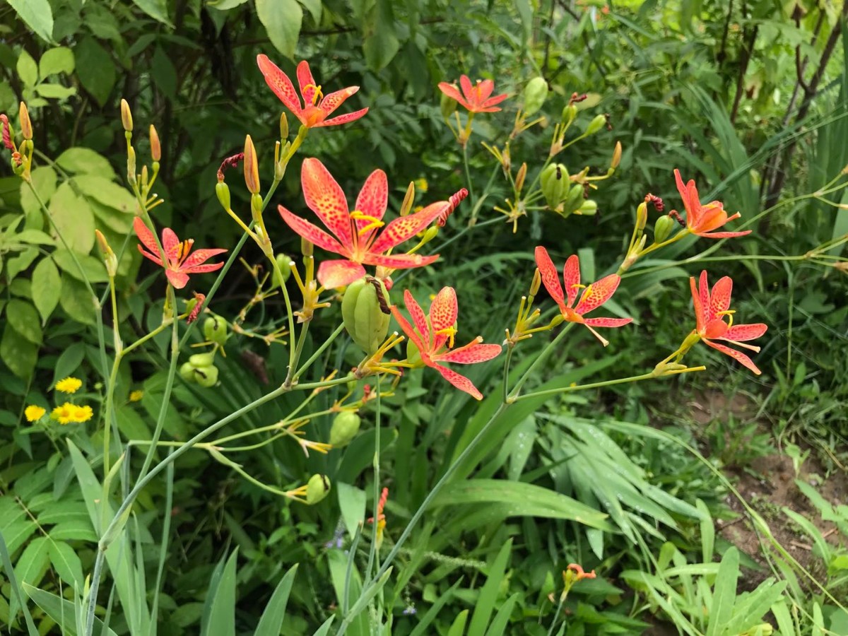 超强耐涝!这些植物让绿地变"城市海绵"