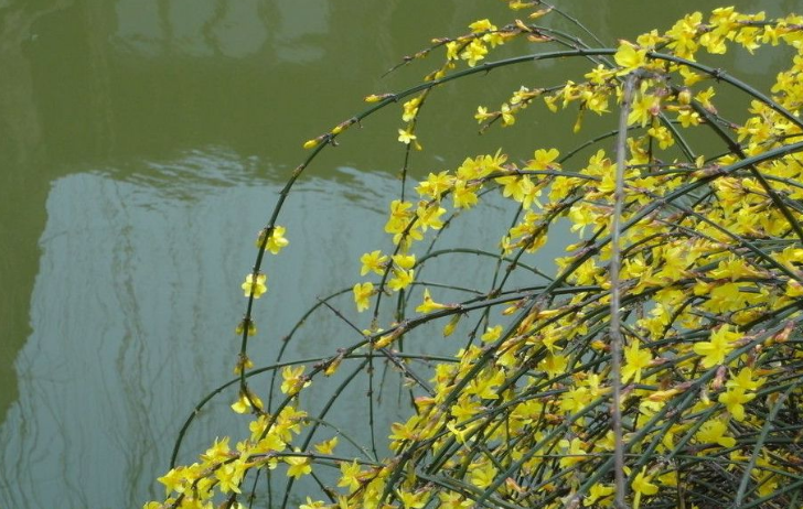 它端莊秀麗,氣質非凡,與梅花,水仙和山茶花統稱為