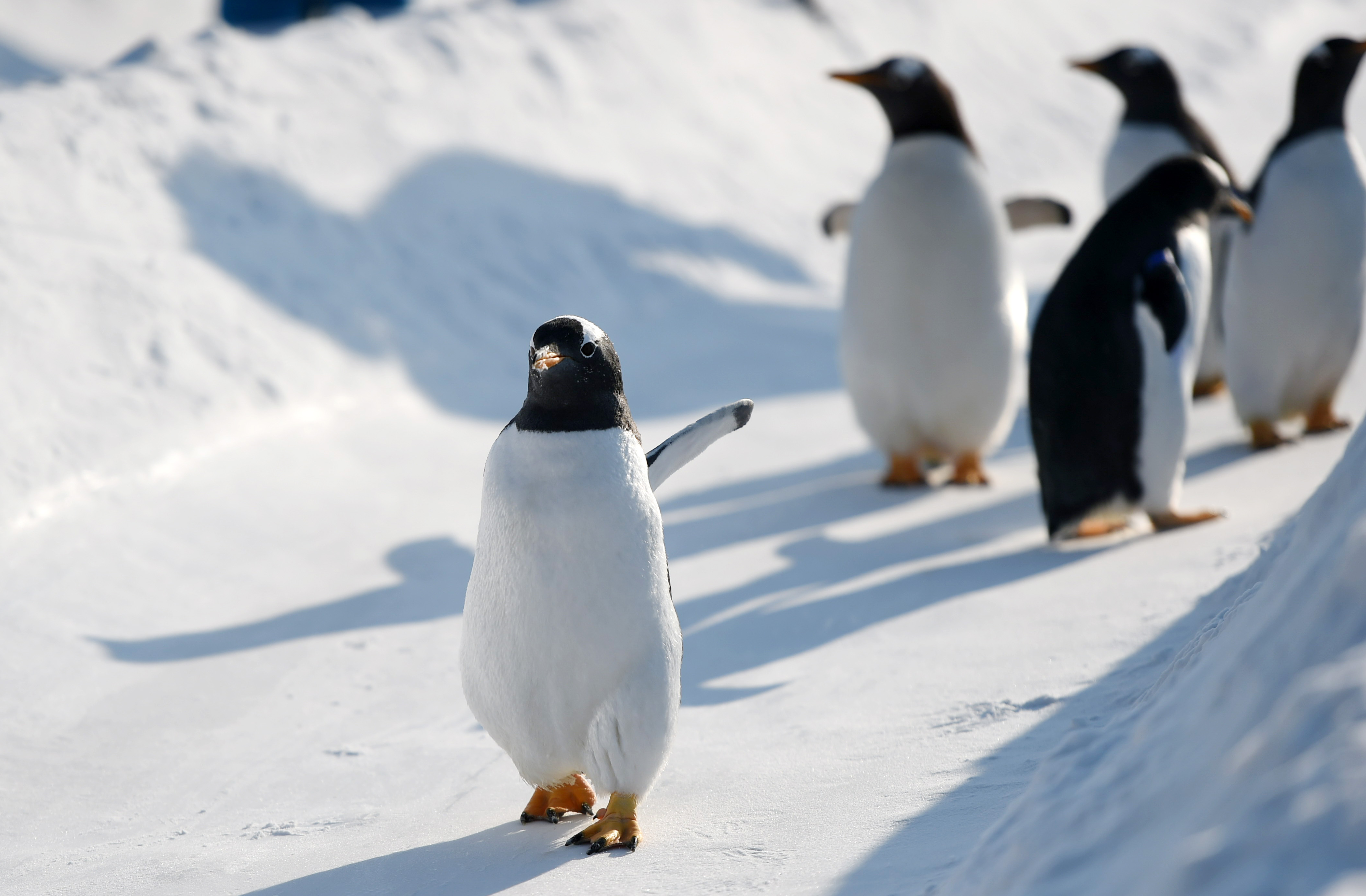 (社会)(4)哈尔滨:企鹅雪地"撒欢儿"