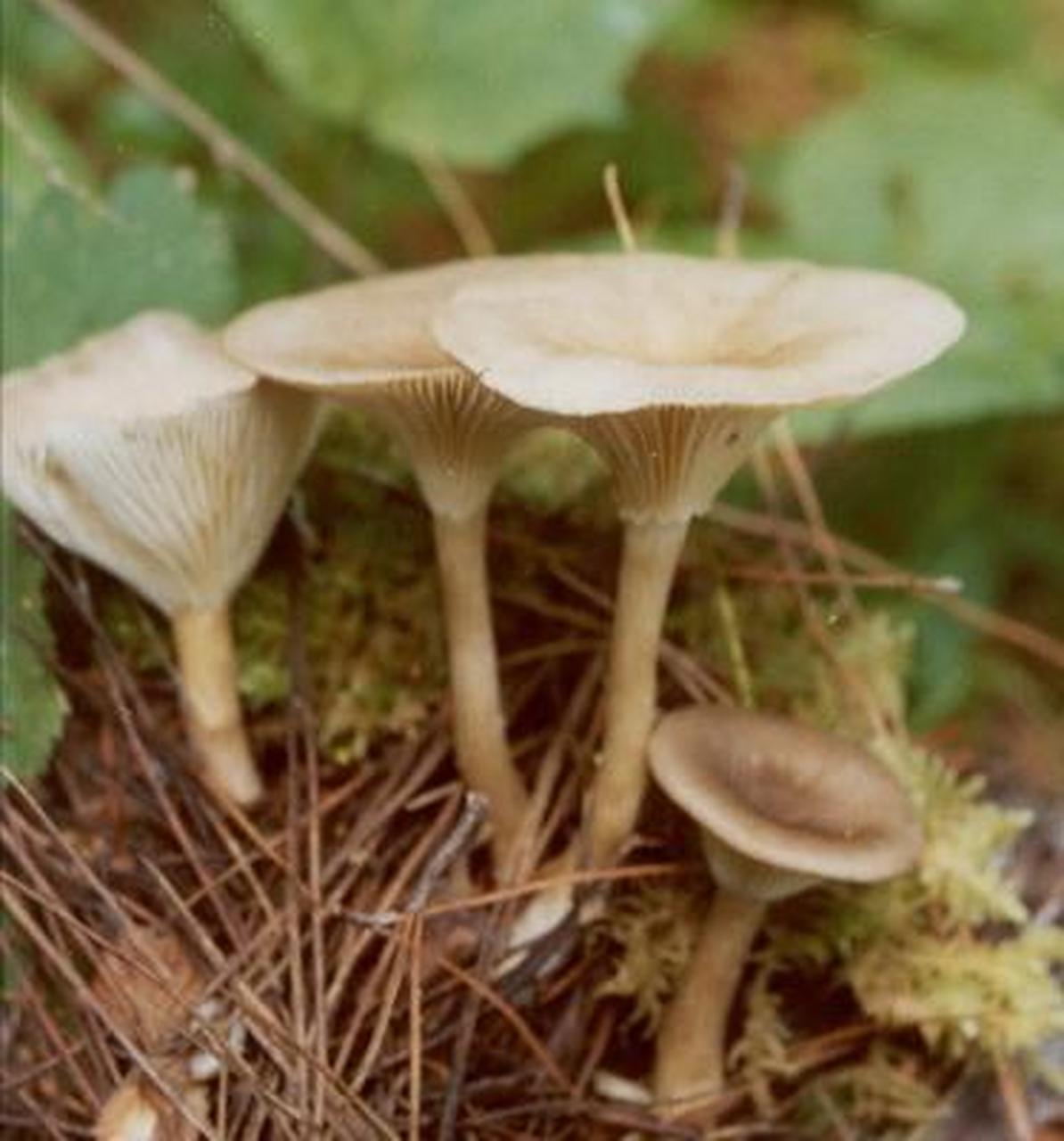 科普知识竞赛#【科普小知识】色杯伞,伞菌目,白蘑科,杯伞属菌类植物