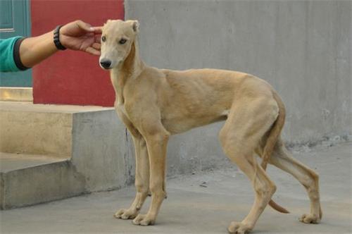 格力犬后腿外八图片图片