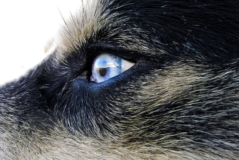 心理学测试:一眼看穿哪只是狼眼睛?测你在爱情中第六感准不准?