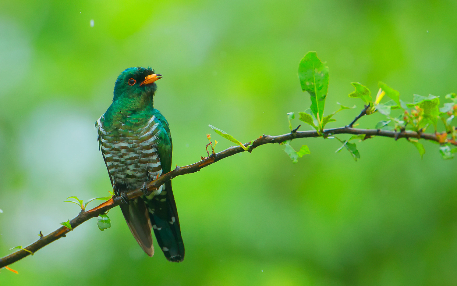翠金鹃:一种体型较小的亮绿色杜鹃