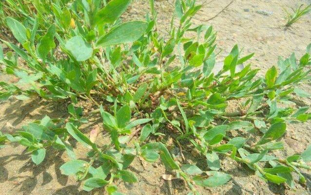 一种肉质肥厚的"猪牙草",在农村没人要,城里餐桌上供不应求