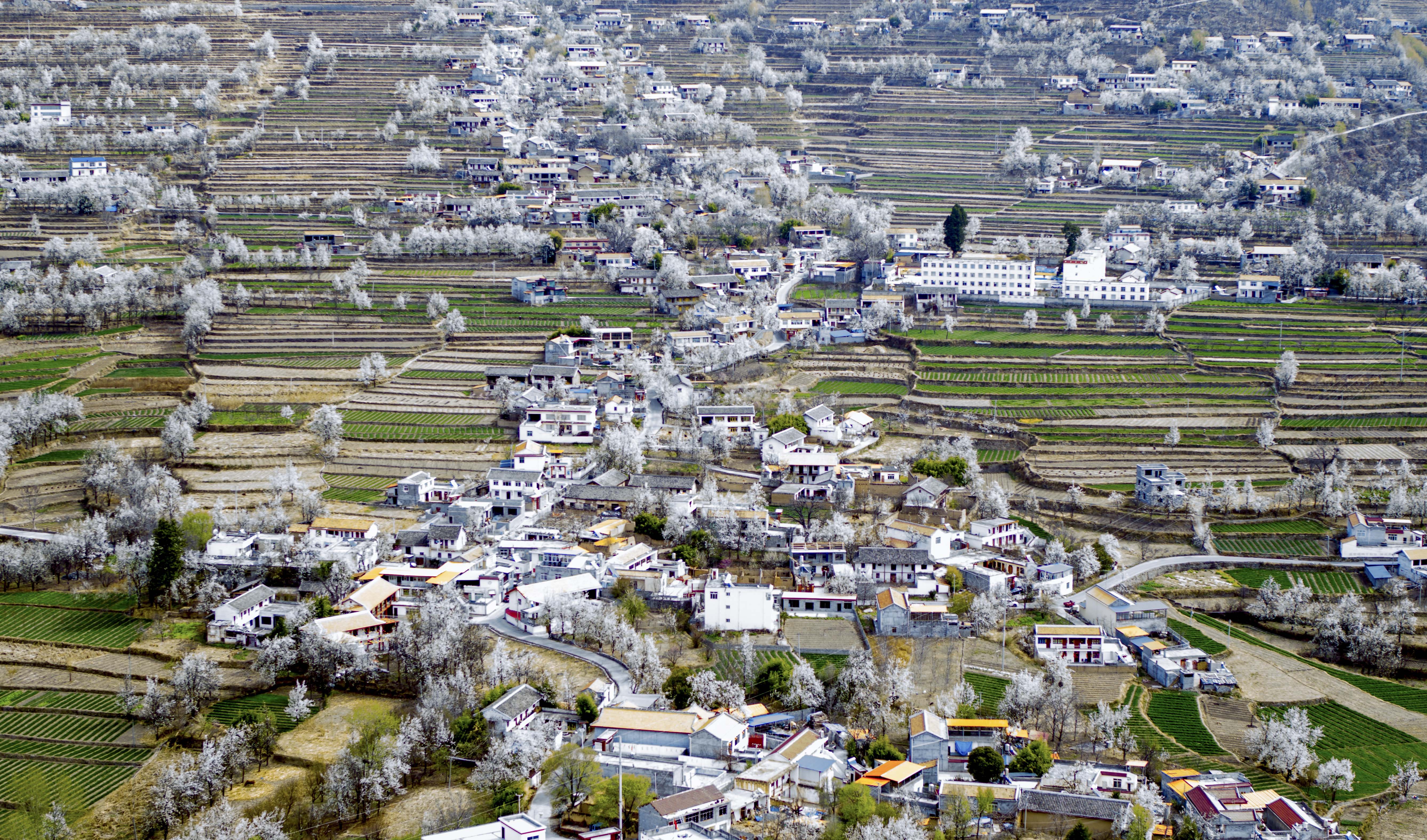 四川金川:梨花铺就乡村振兴路(2)