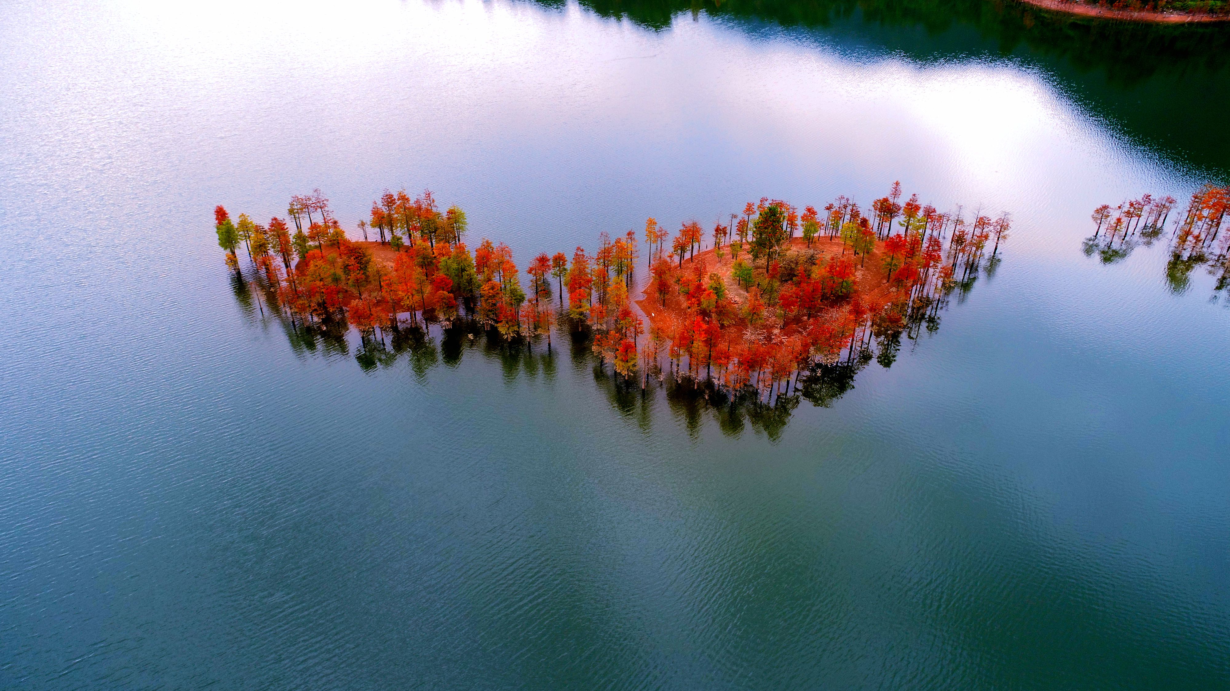 2018年11月4日,浙江省仙居县横溪镇郑桥水库的一片水杉黄红相间,在库