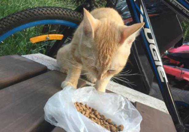 每天投喂流浪橘猫,橘猫比我还准时,小表情亮了:还不快来喂朕