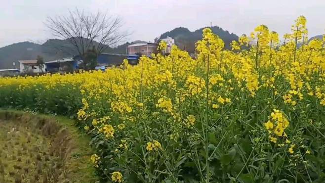 [图]实拍乡间田野里金灿灿的油菜花，大自然之美，令人身心舒畅