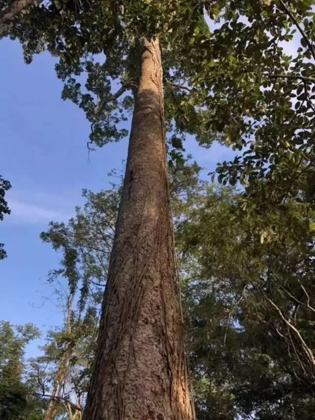 重蚁木成名史:是金子总会闪光的"