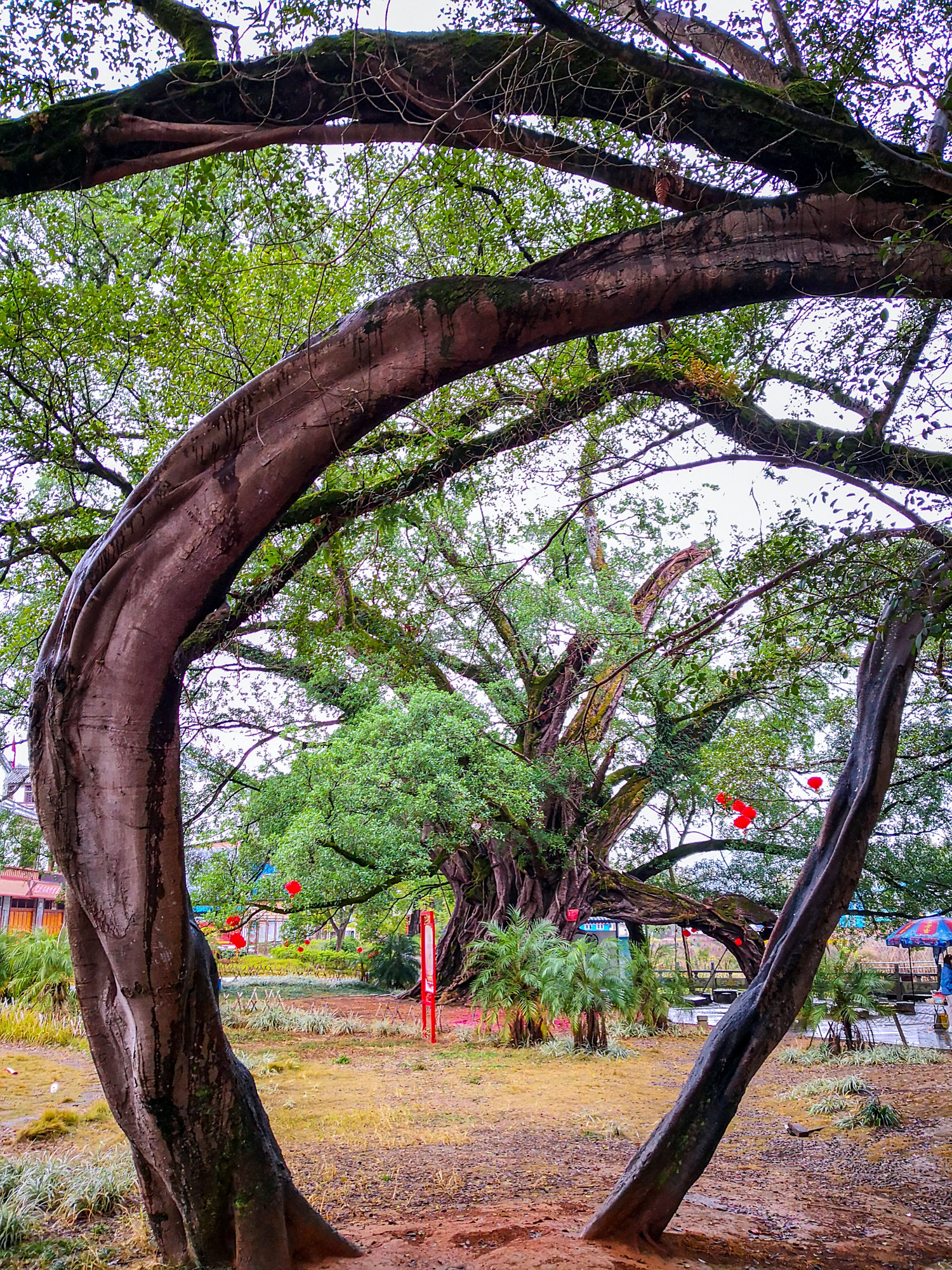 桂林榕津千年古榕