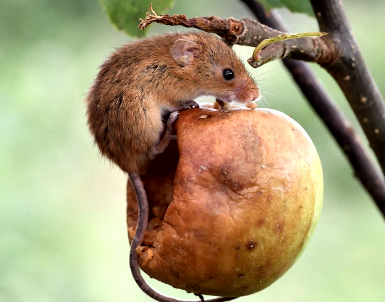 看这只聪明伶俐的小巢鼠,有一个悬挂在树上的苹果小窝