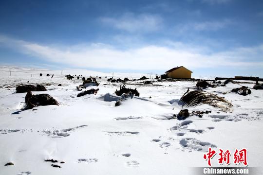 青海省大部出现降水 玛多,称多持续特重度雪灾