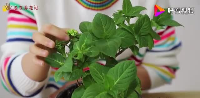 绣球花的盆栽大全