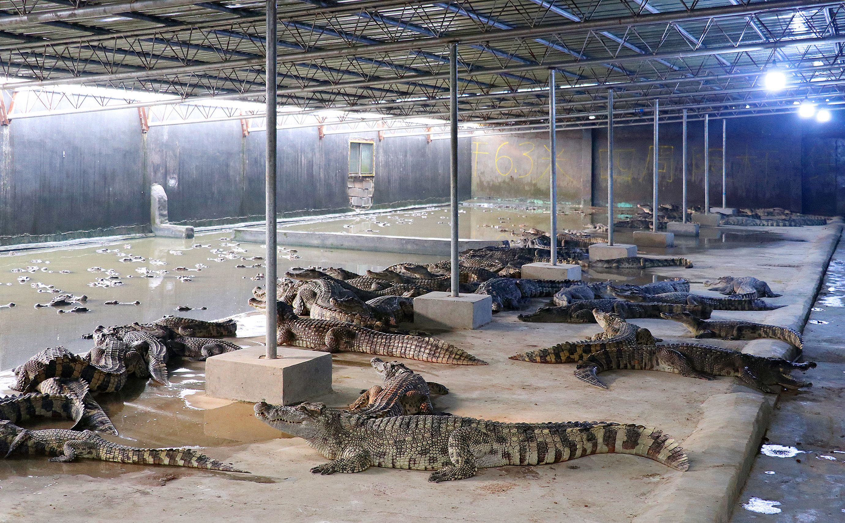 广东鳄鱼养殖场图片