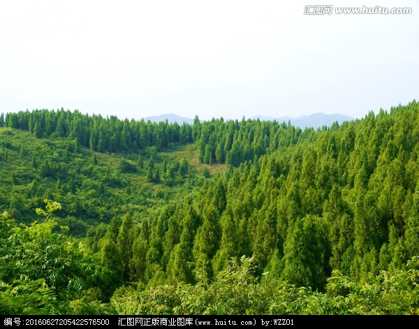 有这样一个村庄,山上长满了柏树被当地人称为"柏树湖"