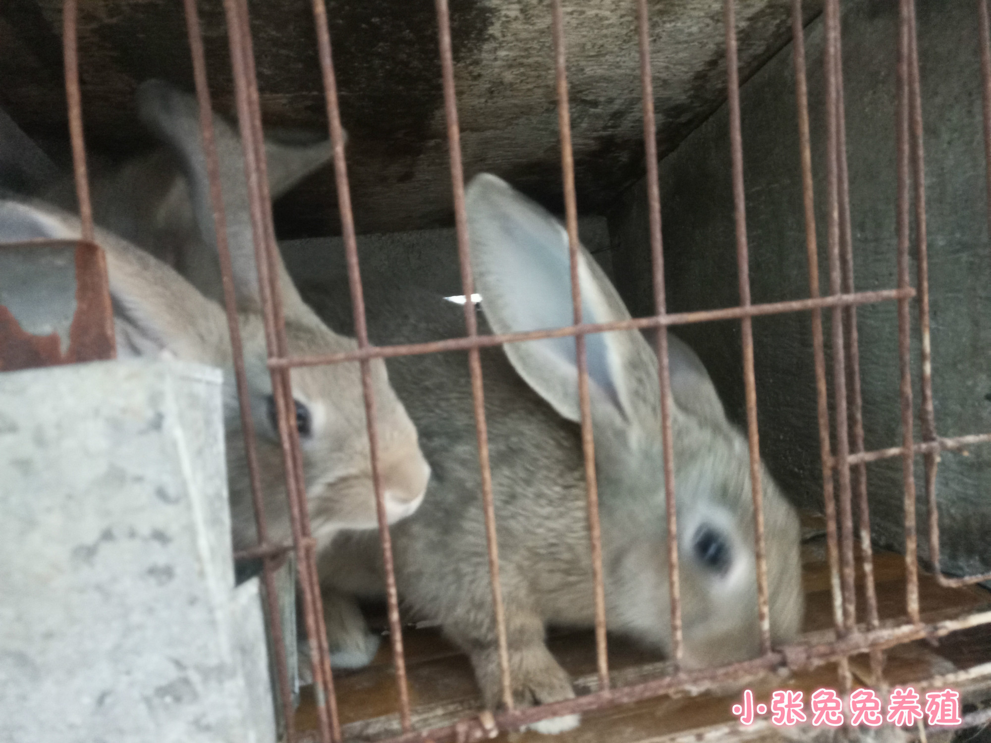 给宝宝买兔子时,应不应该要笼子,这些方面或许需要考虑!