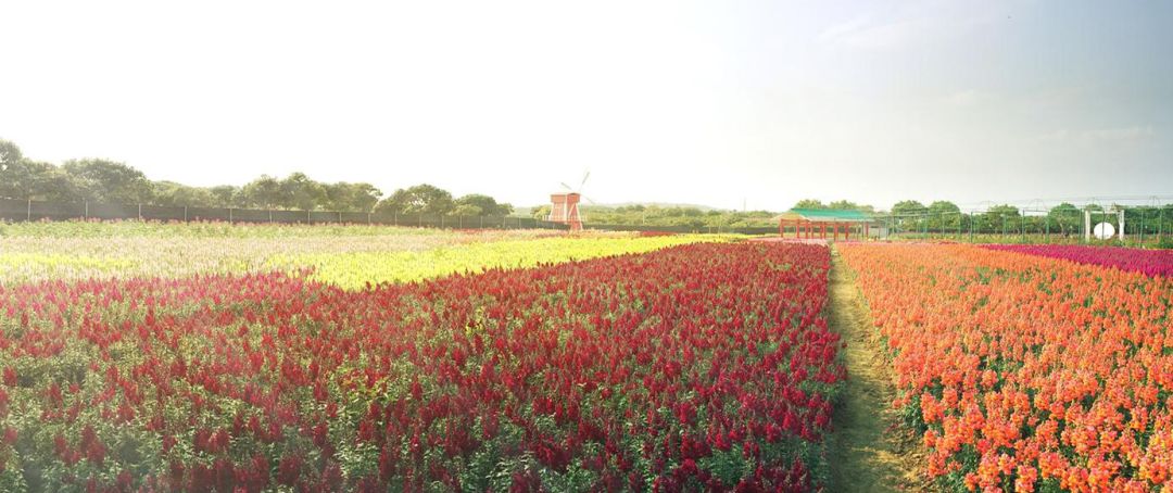 两天吸粉3万人!钟落潭镇世外桃源10万风车组成"花海"