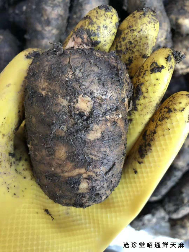 為什麼彝良小草壩天麻叫野生天麻?