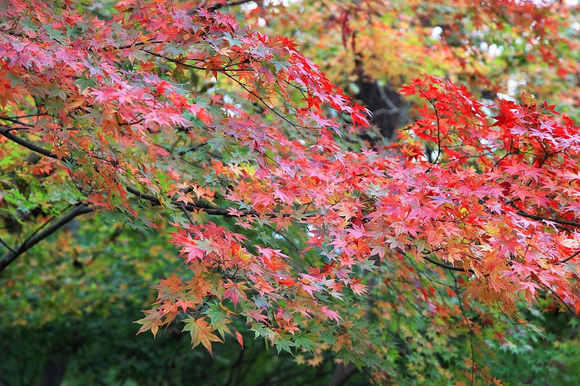 镜头里的春天#  春天的红叶谷,虽无秋天那般的五彩斑斓,却也别有一番