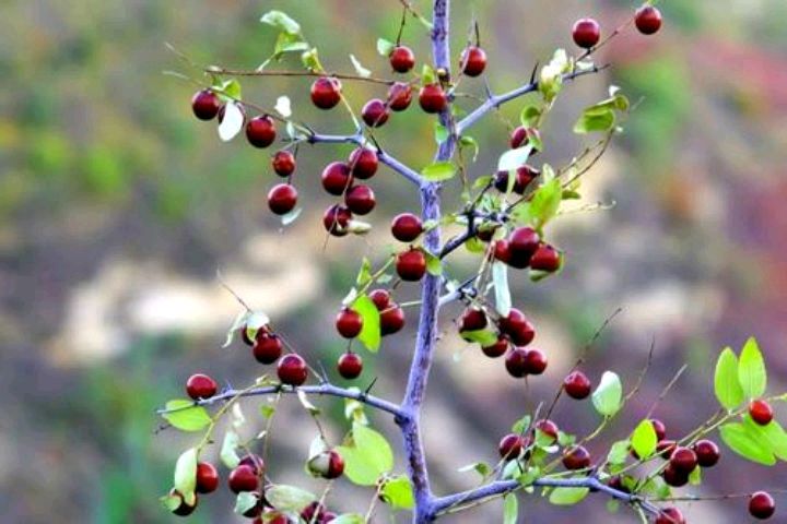 野生酸枣树木质怎么样