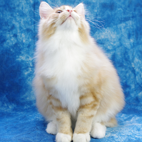 天然猫类,半长毛猫,神话故事的原型,猫中女神有木有