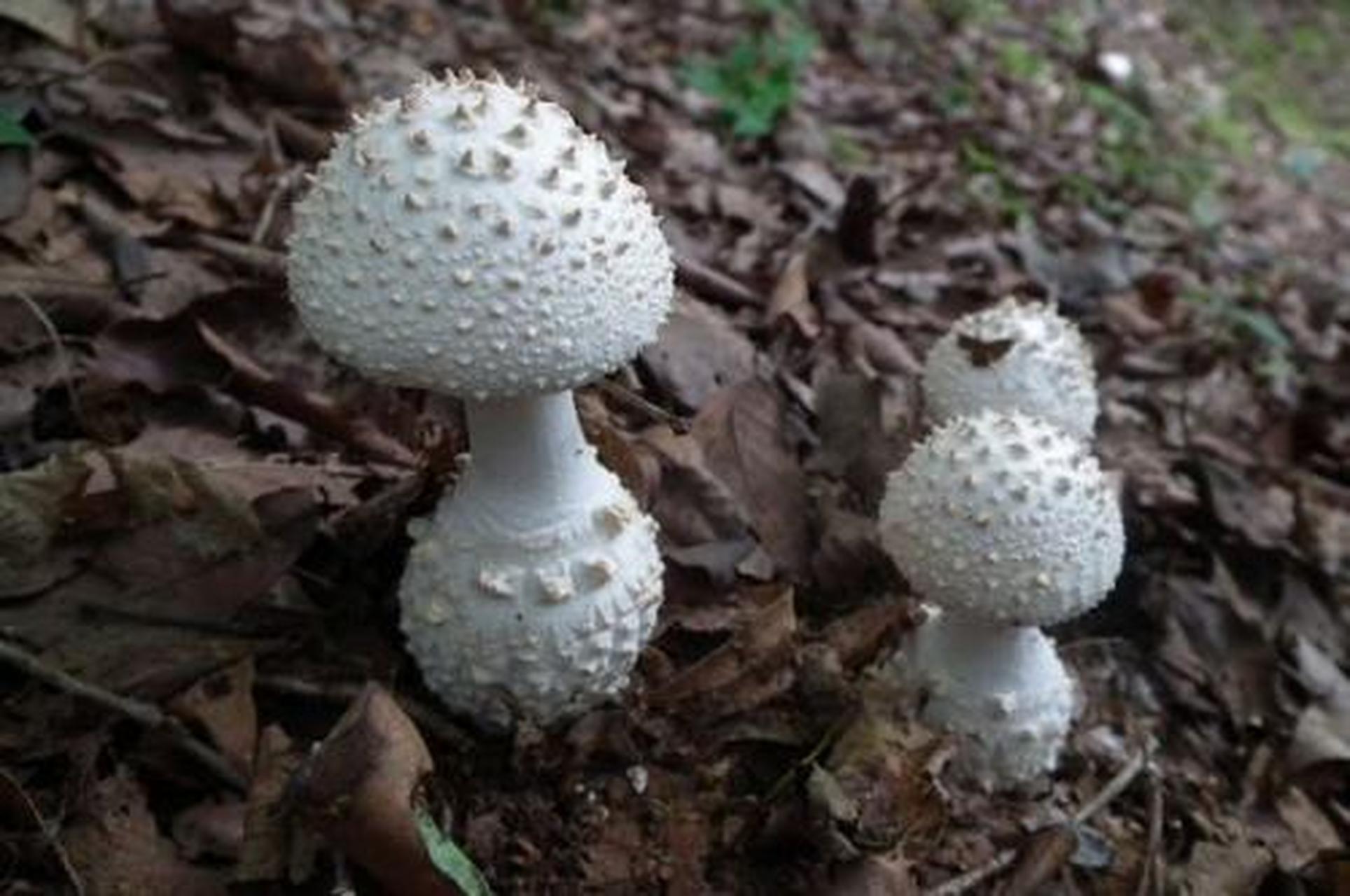 山东常见蘑菇图片