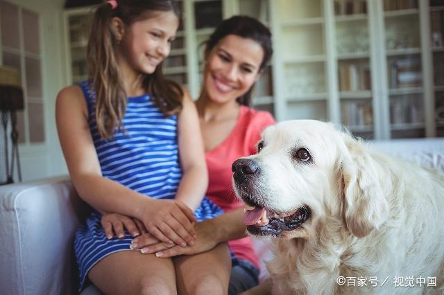 犬的表情有哪些?快来看看吧,看完和狗狗交流一下!