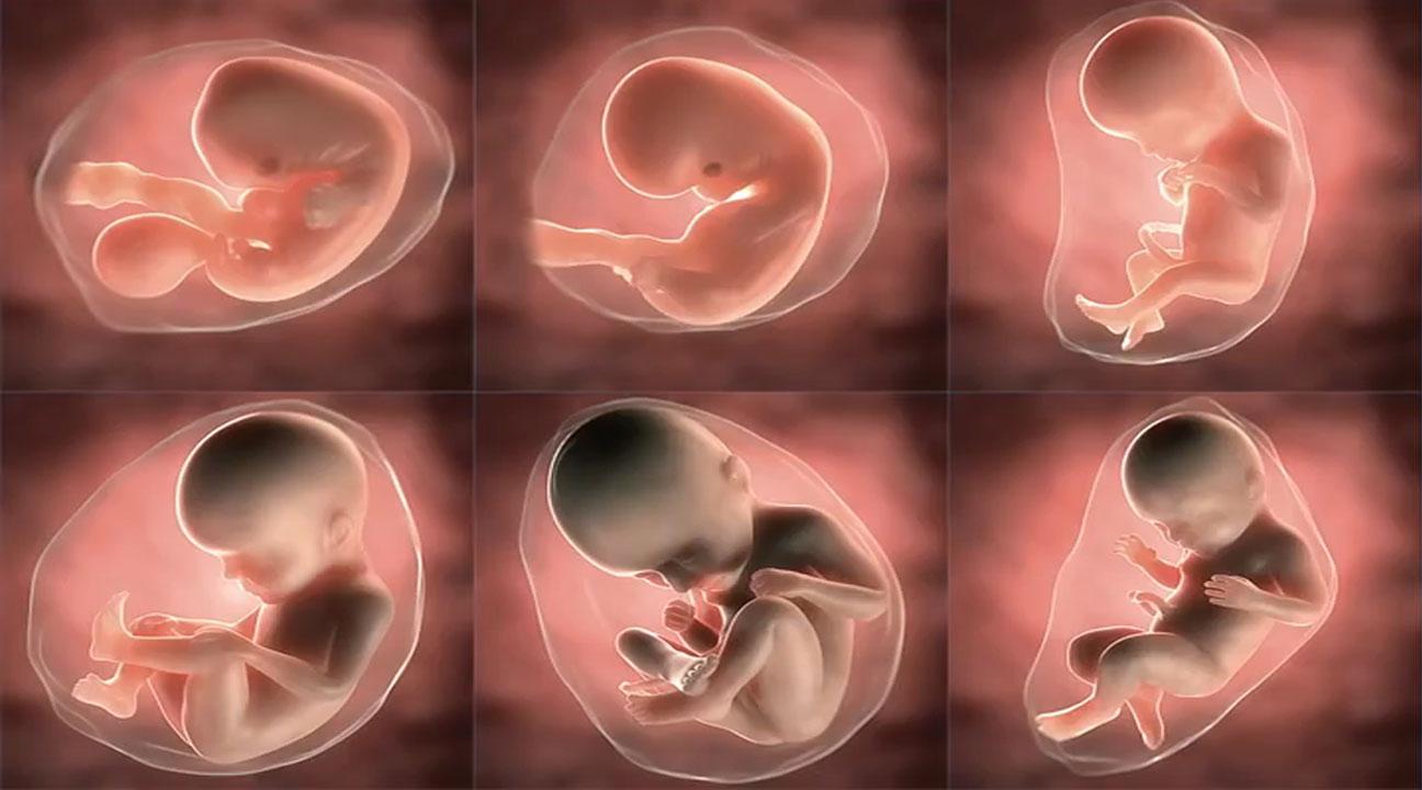 怀孕51天胎儿发育图图片