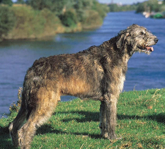 全球四大猎犬,有一种能猎狼,还有一种来自中国深山