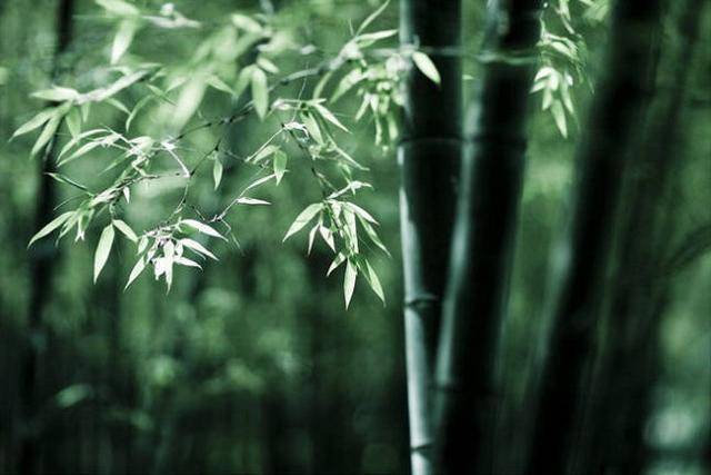 做人当为君子,君子亦如竹